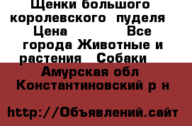 Щенки большого (королевского) пуделя › Цена ­ 25 000 - Все города Животные и растения » Собаки   . Амурская обл.,Константиновский р-н